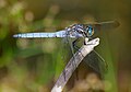 male (N Germany)