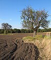 Čeština: Památný strom - oskeruše (jeřáb oskeruše) poblíž kopce Soudná, Němčičky u Hustopečí v okrese Břeclav, ČR English: Famous tree near Němčičky near Hustopeče in Břeclav District (Czech Republic)