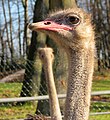 pštros dvouprstý (Struthio camelus) v parku dětenického zámku, okres Jičín}} English: ostrich (Struthio camelus) in park surrounding Dětenice Castle, Jičín District