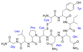 Oxytocine