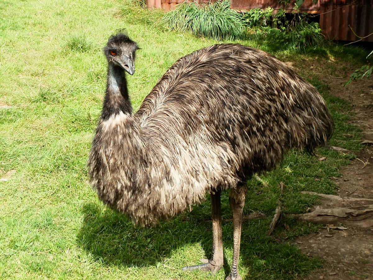Ostrich leather - Wikipedia
