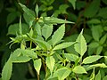 Bidens frondosa