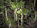 Vorschaubild für Diterpen-Alkaloide