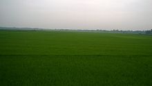 Paddy field in West Bengal, India Paddy field in West Bengal.jpg