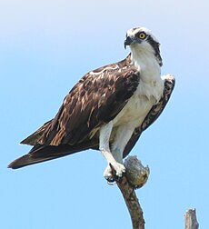 Pandion haliaetus (Osprey) photograph 26 (cropped)