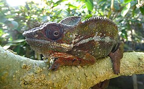 Panther chameleon at Peyrieras Reptile Reserve