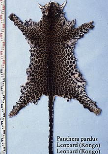 A dark-coloured leopard skin from Central Africa (Kongo) Panthera pardus (Leopard (Kongo)).jpg