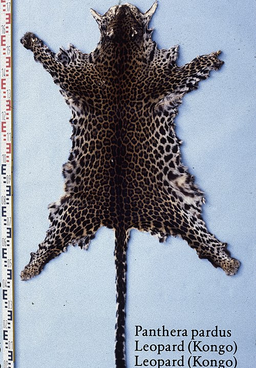 A dark-coloured leopard skin from Central Africa (Kongo)