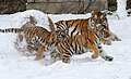 Sibirischer Tiger mit Jungen