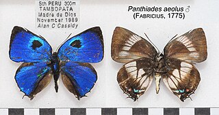 <i>Panthiades aeolus</i> Species of butterfly