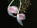 Paphinia seegeri flowers