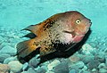 * Nomination Quetzel cichlid -- George Chernilevsky 17:09, 22 October 2015 (UTC) * Promotion  Very good! --Iifar 17:45, 22 October 2015 (UTC)