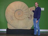 Fossilized shell of the Late Cretaceous ammonoid cephalopod Parapuzosia with a human indicating its size Parapuzosia seppenradensis 3.jpg