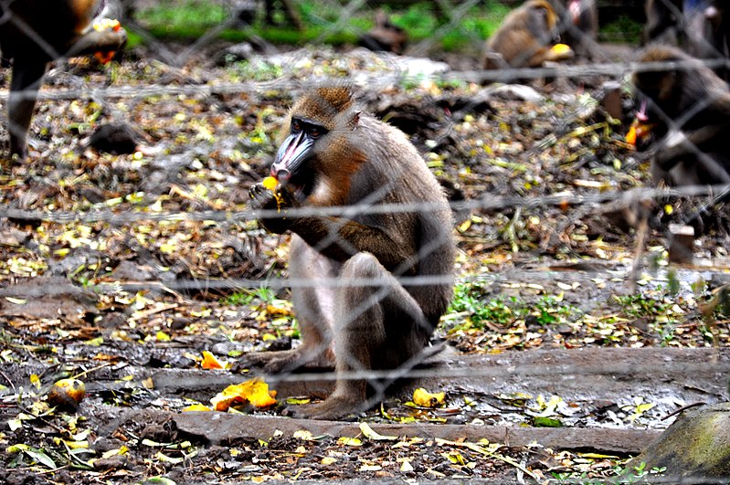 File:Parc zoo limbe69.jpg