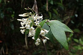 Flowers of Parsonsia heterophylla