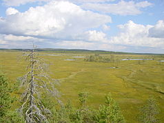 View over the wetlands from the Suomunsaari bird tower