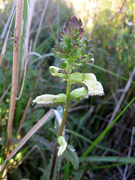 File:Pedicularis lanceolata.jpg