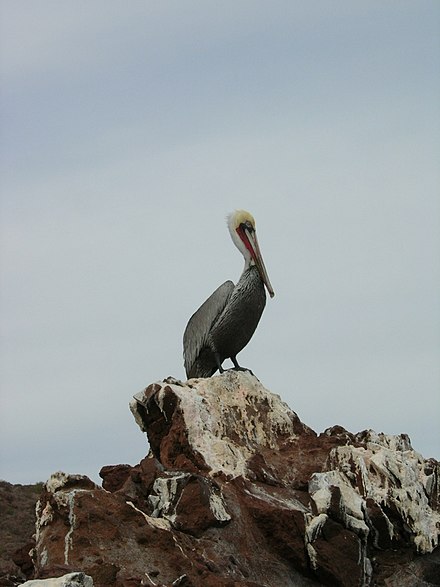 A pelican in El Vizcaino
