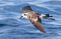 Pelagodroma marina - SE Tasmania.jpg