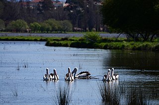 Jerrabomberra Wetlands Protected area in Australian Capital Territory