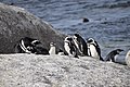 "Penguins_at_Boulders_Beach_2018_19.jpg" by User:Jopparn