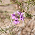 Flowers of Penstemon thurberi