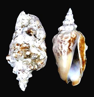 <i>Persististrombus granulatus</i> Species of gastropod