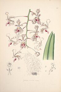 plate 8 Vanda suavis Vanda tricolor var. suavis