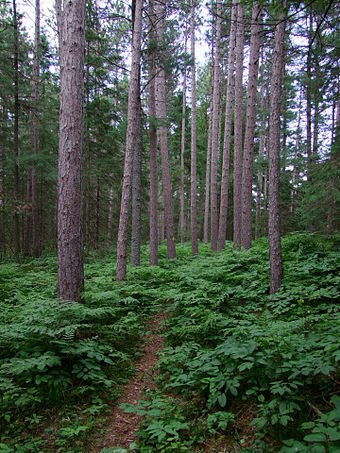 A temperate coniferous forest ecosystem in Petroglyphs Provincial Park, Ontario.