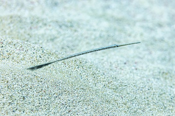 Baby bluespotted cornetfish (Fistularia commersonii) of a length of approx. 15 centimetres (5.9 in), Pistol Bay, Paphos, Cyprus.