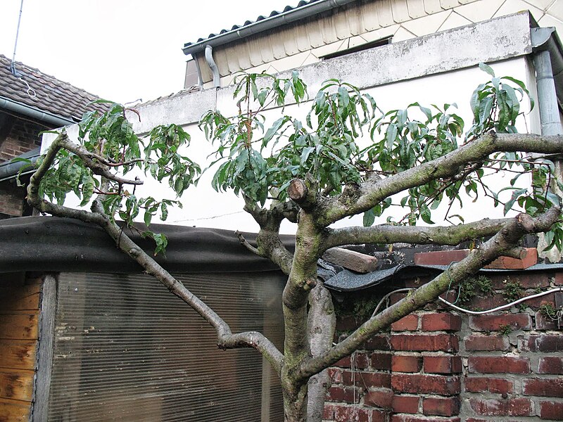 File:Pfirsichbaum, von meinem Schrebergarten-Vorbesitzer Hermann Schrage selbst 1998 aus einem Kern gezogen. - panoramio.jpg