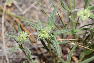 Phacelia linearis