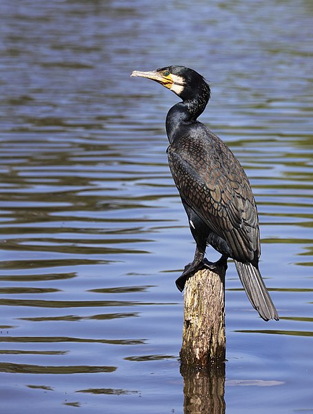 File:Phalacrocorax carbo SH 0541.jpg