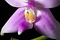 Phalaenopsis mentawaiensis ‘-1' O.Gruss, Orchidee (Hamburg) 65- 238 (2014) (38677627005).jpg