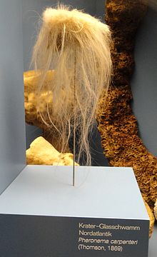 "Pheronema carpenteri" on exhibit in Naturmuseum Senckenberg