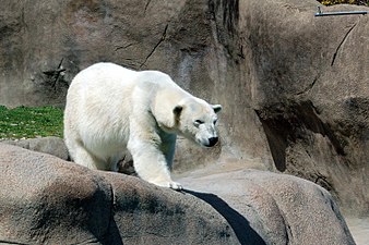 A polar bear