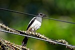 Thumbnail for Philippine magpie-robin