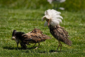Two male Ruff in breeding plumage each with prominent neck feathers, white underparts, and flanks blotched with black. One has a white neck collar of feathers and the other has a colour that is almost entirely very dark brown.