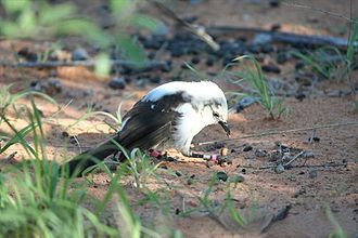 Pied babblers spend >90% of their foraging time on the ground. Their diet consists mainly of invertebrates, which they either glean from the surface or dig up Pied babbler foraging.jpg
