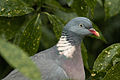 Pigeon (4229756426) (2).jpg