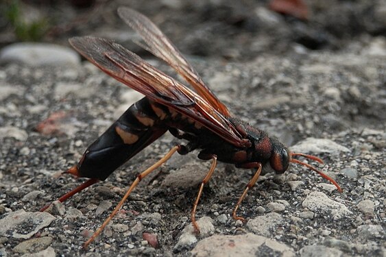 Horntail (Siricidae)