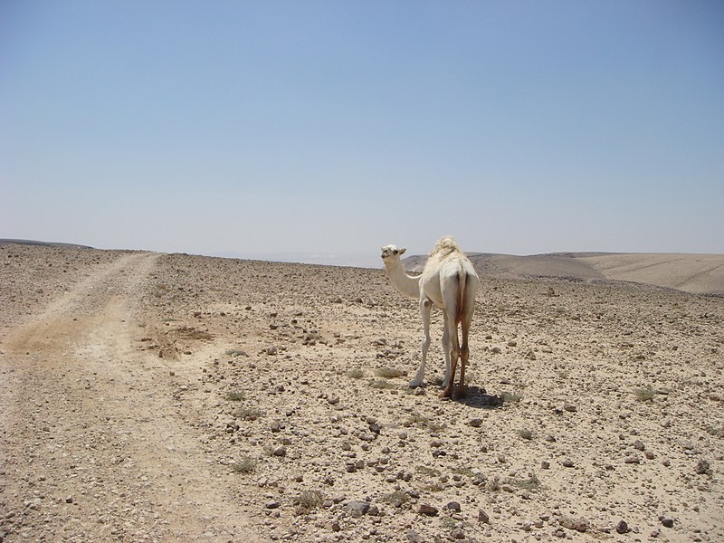 File:PikiWiki Israel 9116 Camel above Kina River.JPG