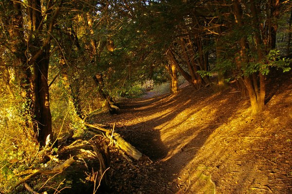 A section of the lower route, eroded into the slope, in Surrey