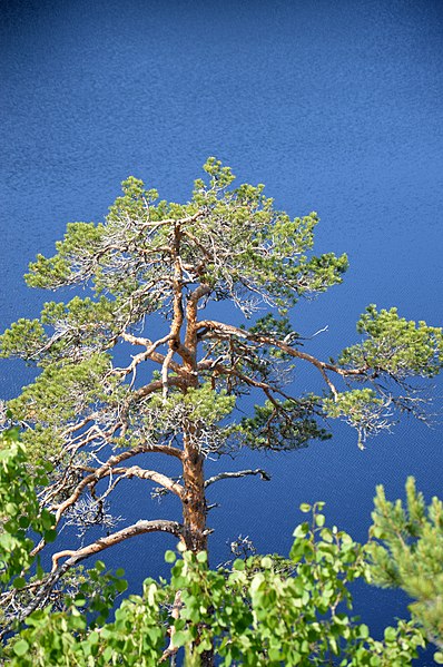 File:Pine tree, Falkaberget, Falkasjön.jpg