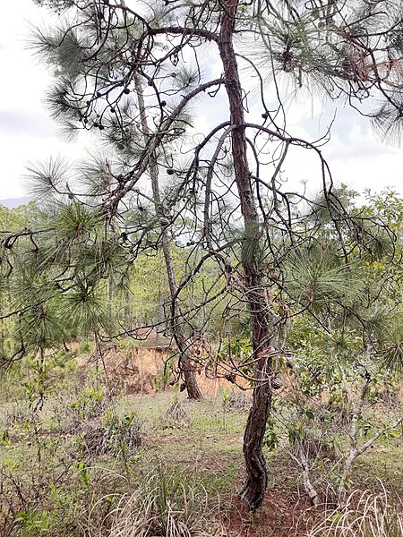 File:Pinus oocarpa, Coyuca de Benítez, Guerrero, México 1.jpg