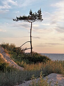 Sosna zwyczajna (Pinus sylvestris), wydmy, las przybrzeżny, 2020-06-24