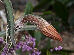 Pitayita de culebra (Selenicereus coniflorus), jardín botánico de Tallinn, Estoniya, 2012-08-13, DD 01.jpg