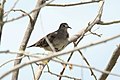 Plain-breasted Ground Dove (Columbina minuta), Belize (7264650850).jpg