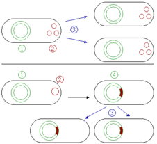 Disegno comparativo dell'attività plasmidica