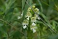 Platanthera praeclara